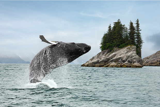 Humpback Whale