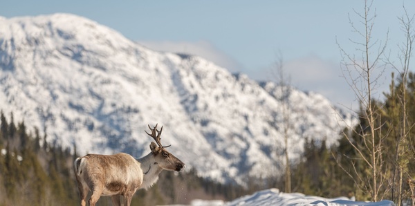 Caribou in Yukon